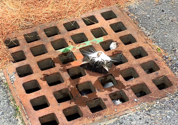 Photos have emerged of a little 1-year-old kitty in Winchendon, Massachusetts, with its head stuck awkwardly in a storm drain.