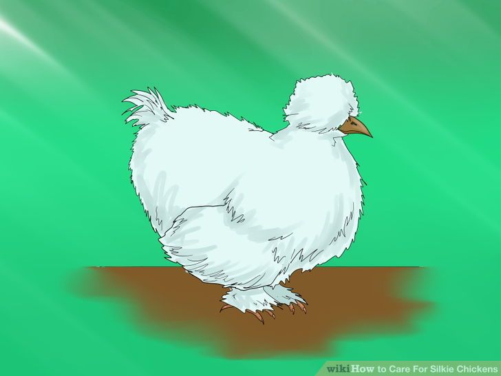 Care for Silkie Chickens Step 1.jpg