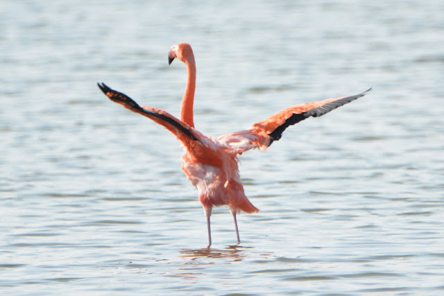 Floreana flamingos