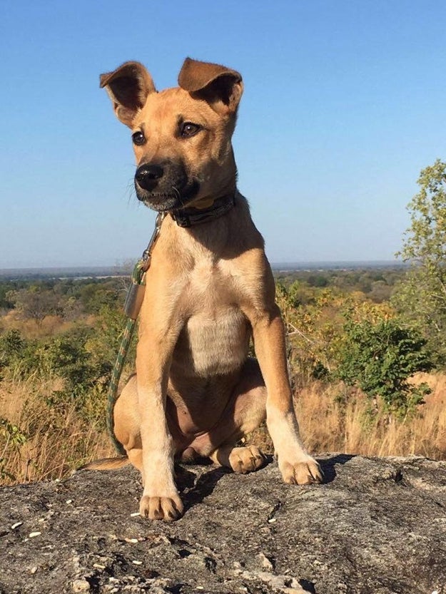 Three-month-old Fury is a tiny puppy destined for great things after being plucked from the streets of a Zambian village.