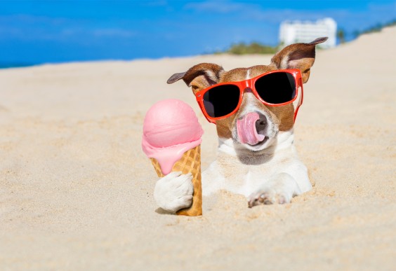 Dog Eating Ice Cream on Beach