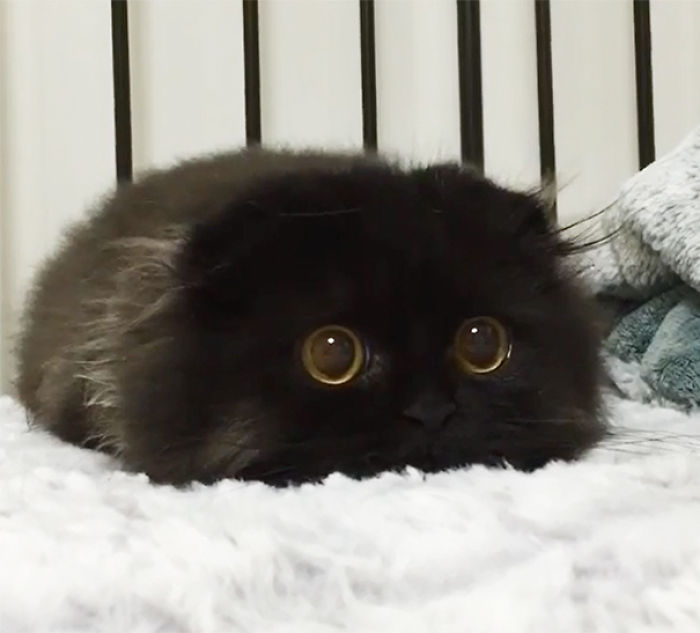 Gimo, The Cat With Bthe Biggest Eyes Ever