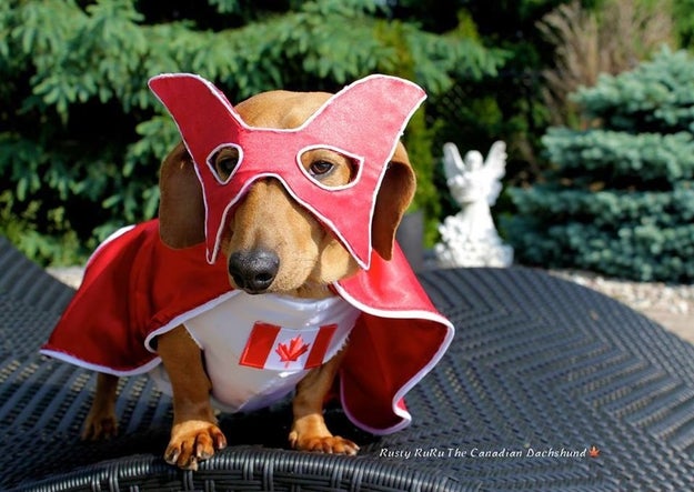 And I'm here to tell you the Captain has been dethroned. By a dog. Who lives (and serves) in the Canadian capital of Ottawa, Ontario. His name is Rusty RuRu The Canadian Dachshund.