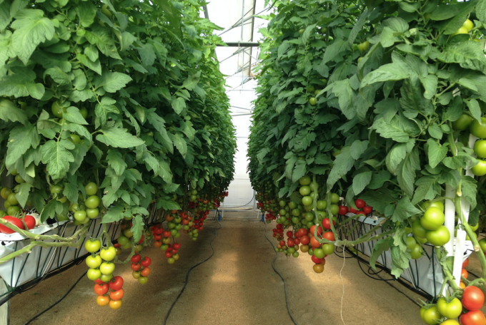 Prospera monitors tomatoes growing in a greenhouse.