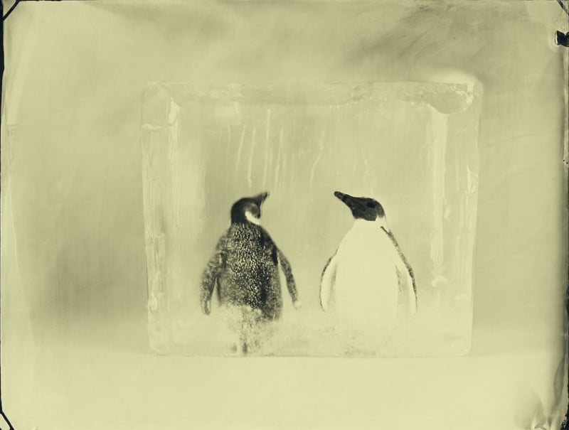 2-emperorpenguins
