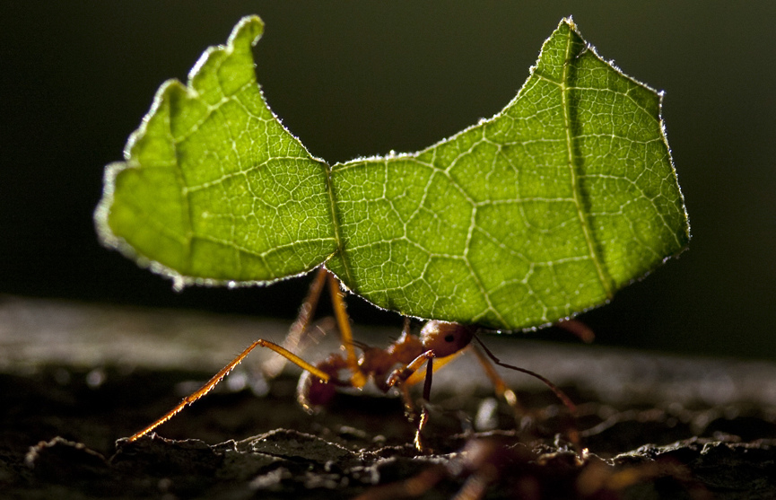 ماذا يفعل النمل في أوراق الشجر