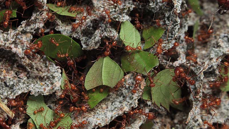 ماذا يفعل النمل في أوراق الشجر