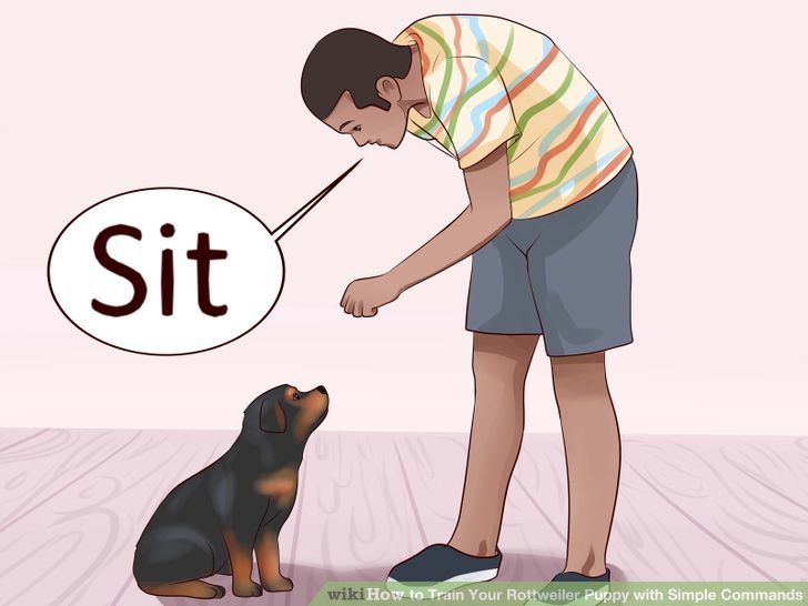 Train Your Rottweiler Puppy With Simple Commands Step 10.jpg
