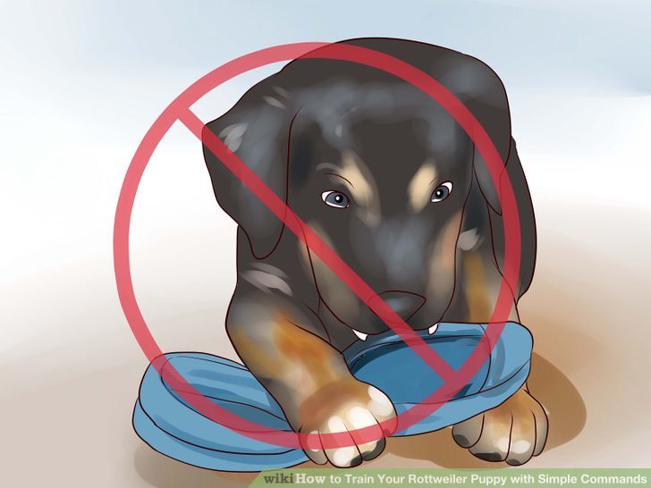 Train Your Rottweiler Puppy With Simple Commands Step 7.jpg