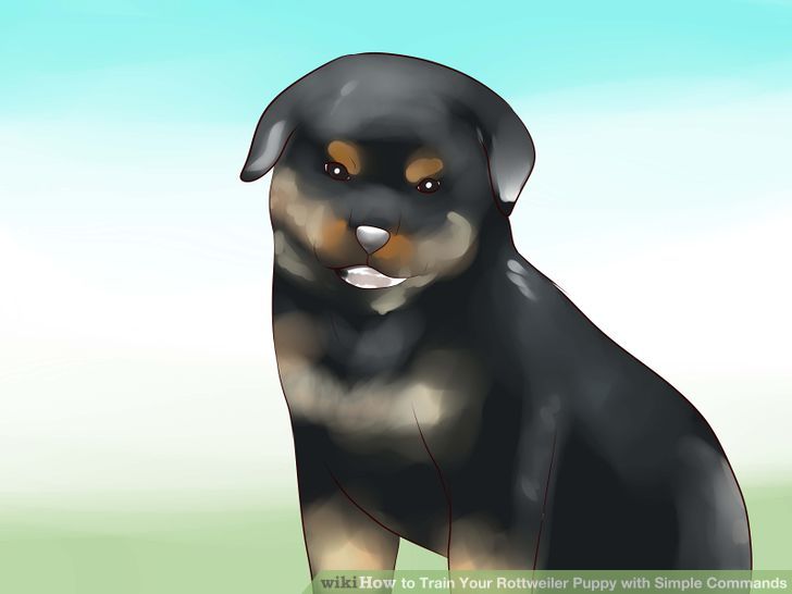Train Your Rottweiler Puppy With Simple Commands Step 1 Version 2.jpg