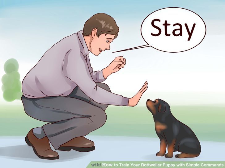 Train Your Rottweiler Puppy With Simple Commands Step 12.jpg