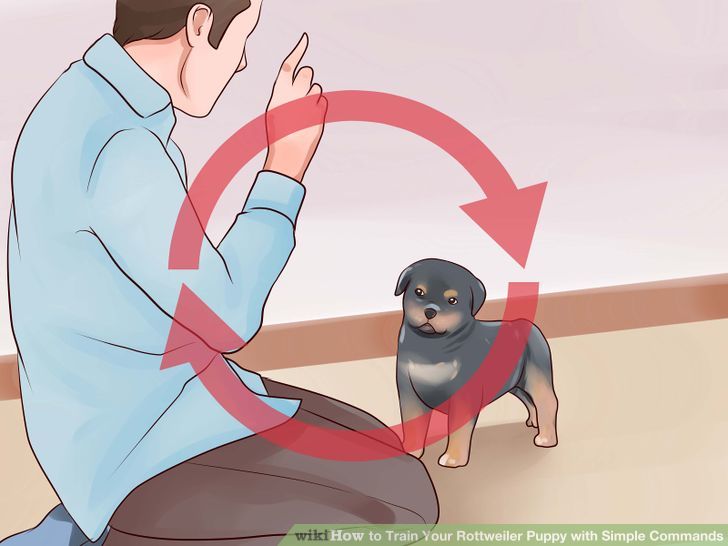 Train Your Rottweiler Puppy With Simple Commands Step 4 Version 2.jpg