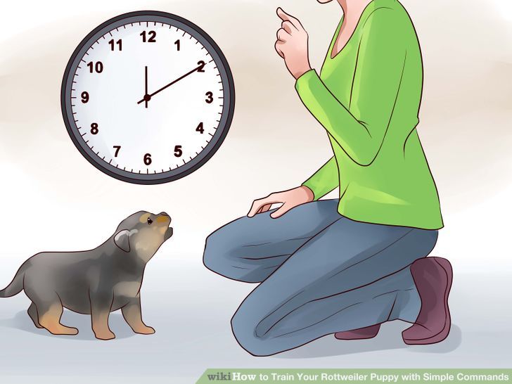 Train Your Rottweiler Puppy With Simple Commands Step 5 Version 2.jpg