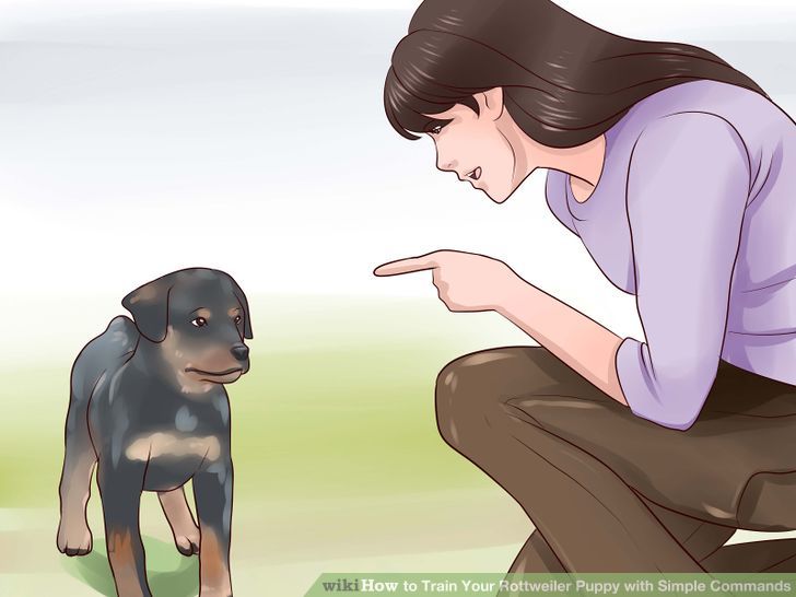 Train Your Rottweiler Puppy With Simple Commands Step 3 Version 2.jpg