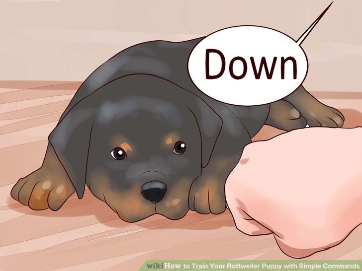 Train Your Rottweiler Puppy With Simple Commands Step 11.jpg
