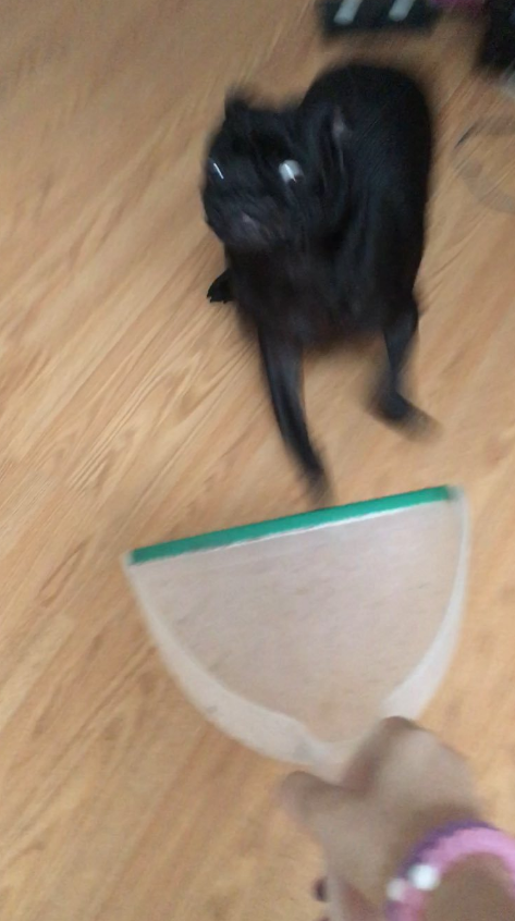 This dog who finds dust pans particularly shocking: