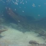 Marine Life on Vamar -a nurse shark (Photos Courtesy of Daly’s Dock and Dive)