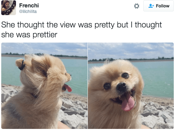 dogs,twitter,view,compliments,pretty