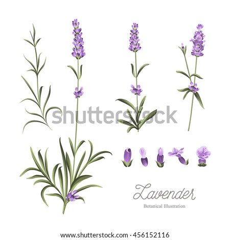 Set of lavender flowers elements. Collection of lavender flowers on a white background. Lavender hand drawn. Watercolor lavender set. Lavender flowers isolated on white background.