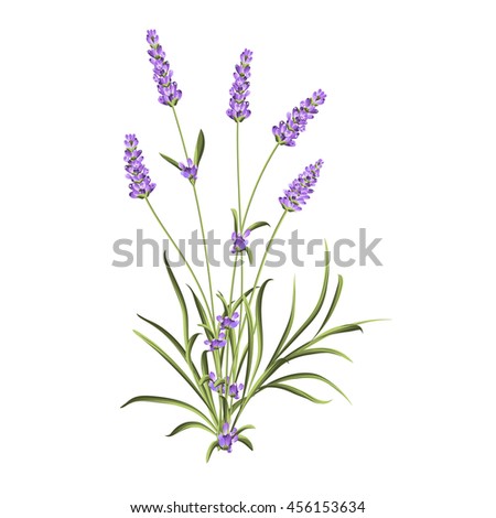 Bunch of lavender flowers on a white background. Label of soap package. Lavender card for invitation, label and other printing or web projects. Label with lavender flowers.