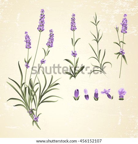 Vintage set of lavender flowers elements. Botanical illustration of Collection of lavender flowers. Hand drawn illustration. Lavender flowers isolated on paper background.