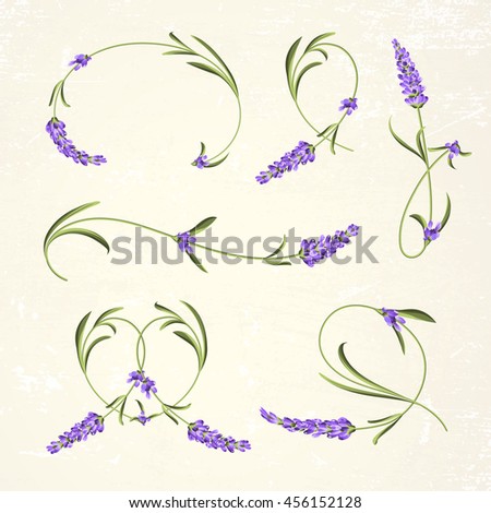 Vintage set of lavender flowers elements. Botanical illustration. Lavender hand drawn. Watercolor lavender set. Lavender flowers isolated on paper background.