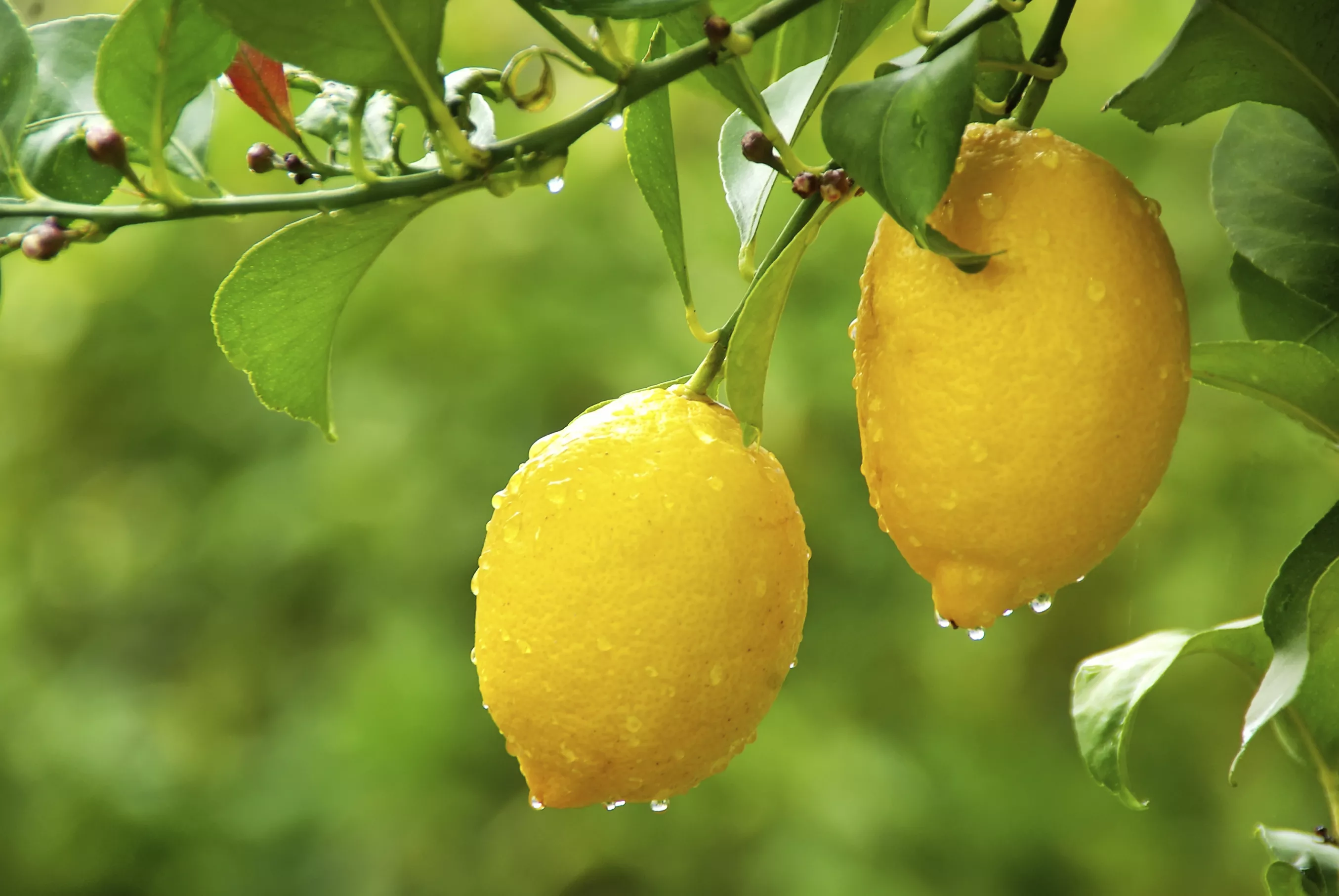 how to grow a lemon tree
