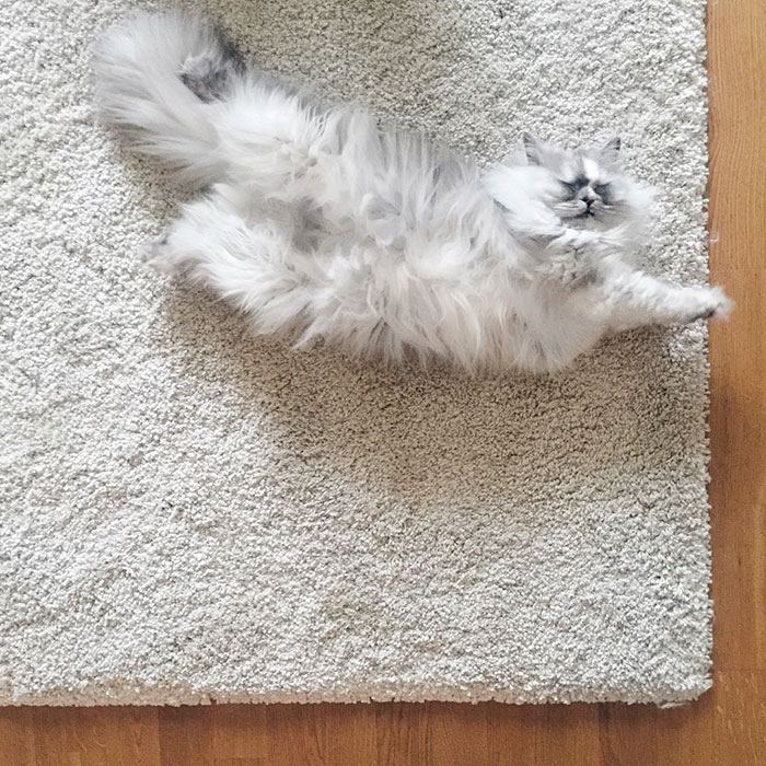adopted-cat-fur-persian-halloalice-5