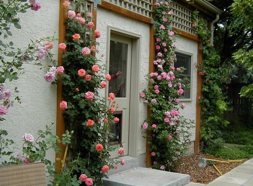 hoa hồng leo, thiết kế cổng nhà, nhà đẹp