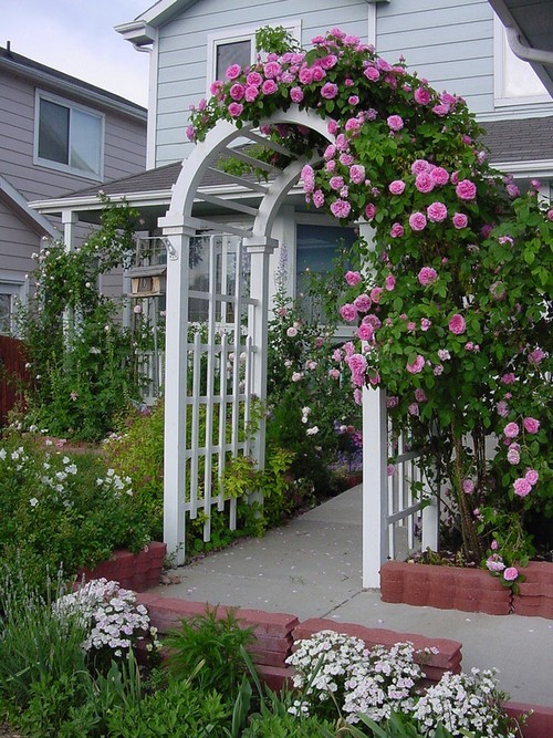 hoa hồng leo, thiết kế cổng nhà, nhà đẹp