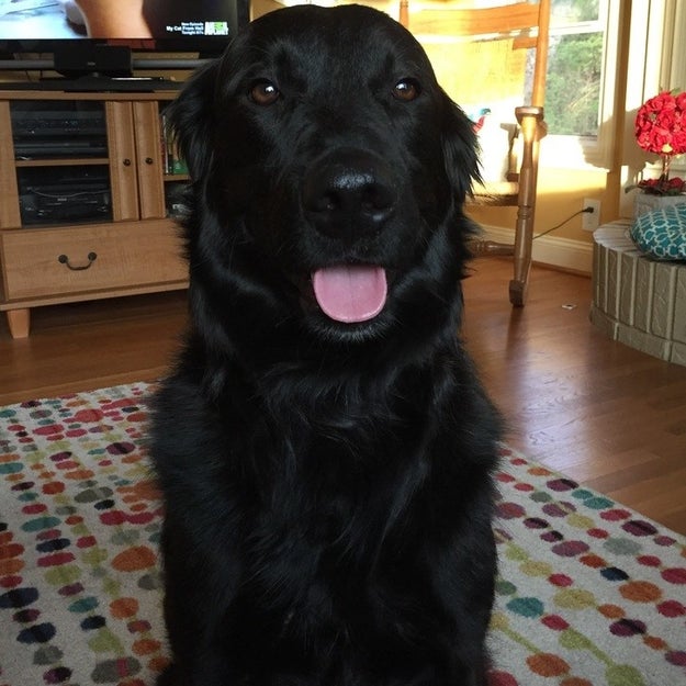 This is Edgar, a four-year-old black retriever mix who is super happy to be back with his humans after being stuck in a drainage pipe for a week.