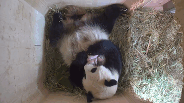 giant-panda-twins-birth-yang-yang-schonbrunn-zoo-2