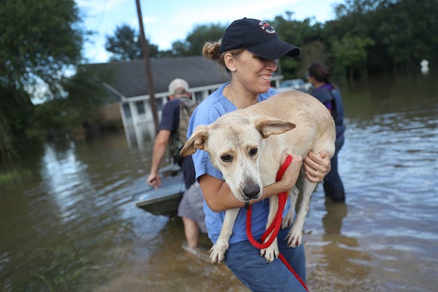 Hundreds of animals have been rescued in Louisiana after catastrophic flooding, which officials have called the worst natural disaster since Hurricane Sandy.