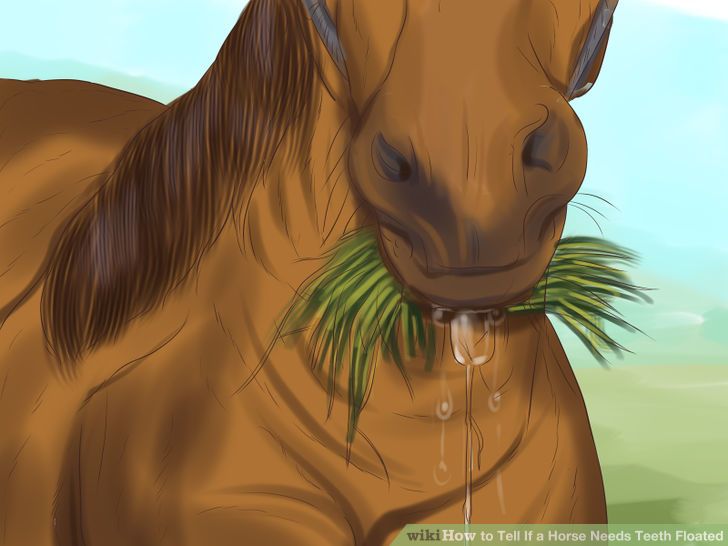 Tell If a Horse Needs Teeth Floated Step 2.jpg