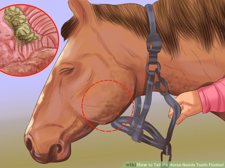 Tell If a Horse Needs Teeth Floated Step 5.jpg