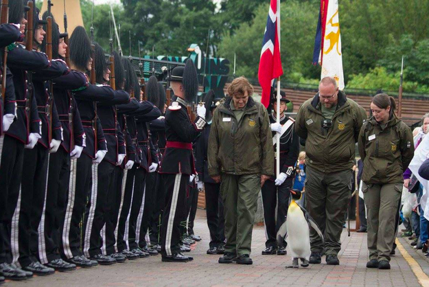 Sir Nils Olav has worked hard to make this rank. His military career began in 1982 as a corporal. Then he had several promotions.