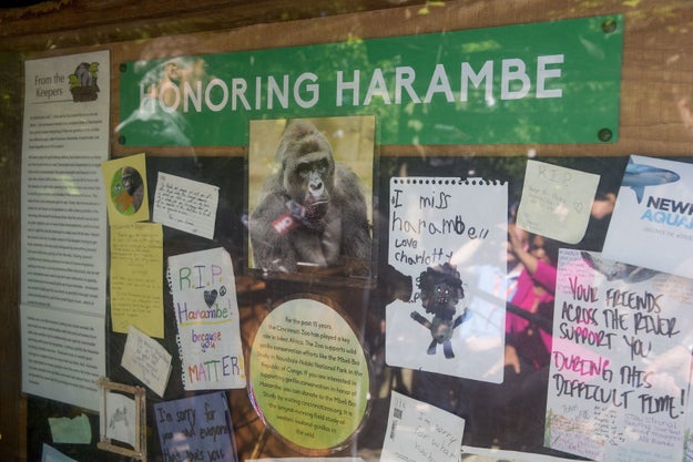 "Harambe was killed by a zoo which raises revenues by selling tickets to see captive animals, including primates," Stein continued. "While good emergency staff training might have prevented such a catastrophic outcome, the Green Party believes that captivity for such entertainment is ethically wrong and fundamentally exploitive and should be illegal."