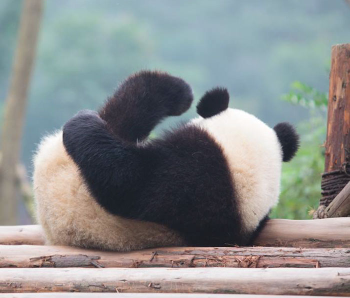 giant-panda-no-longer-endangered-1