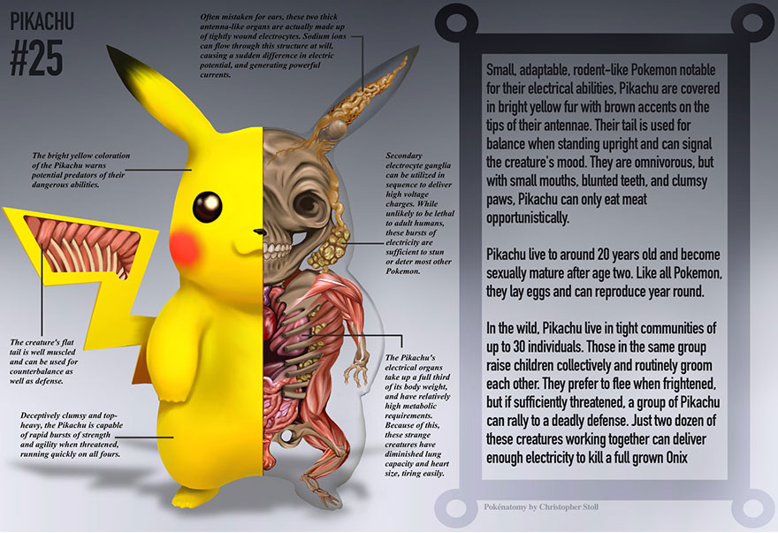 pokemon-anatomy-pokenatomy-christopher-stoll-6