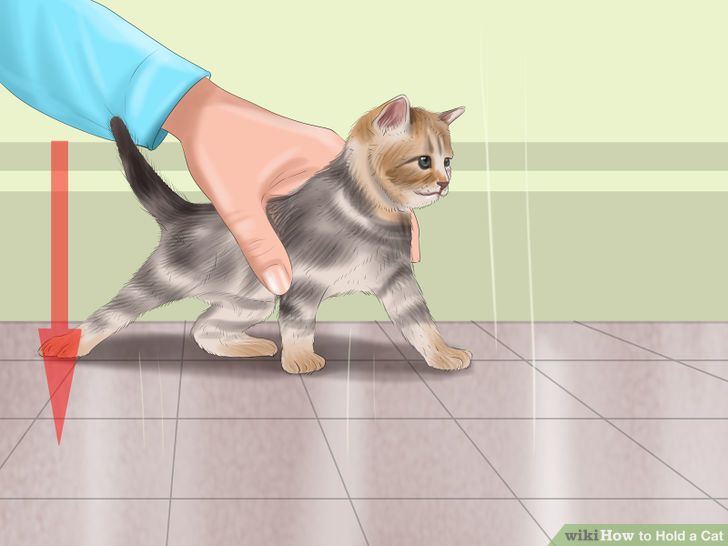 Hold a Cat Step 9.jpg