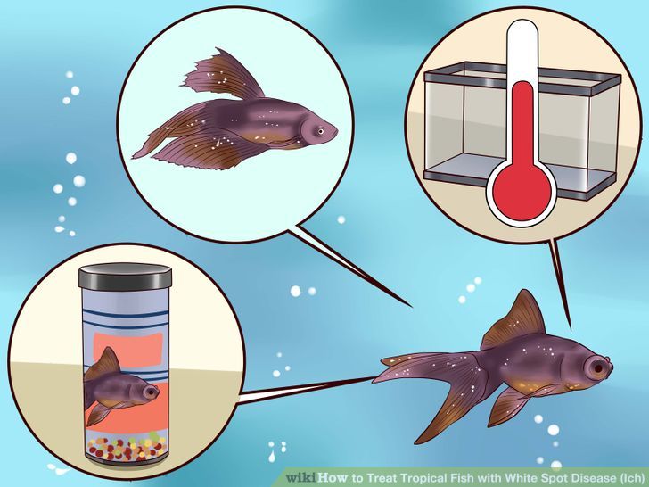 Treat Tropical Fish With White Spot Disease (ich) Step 2 Version 2.jpg