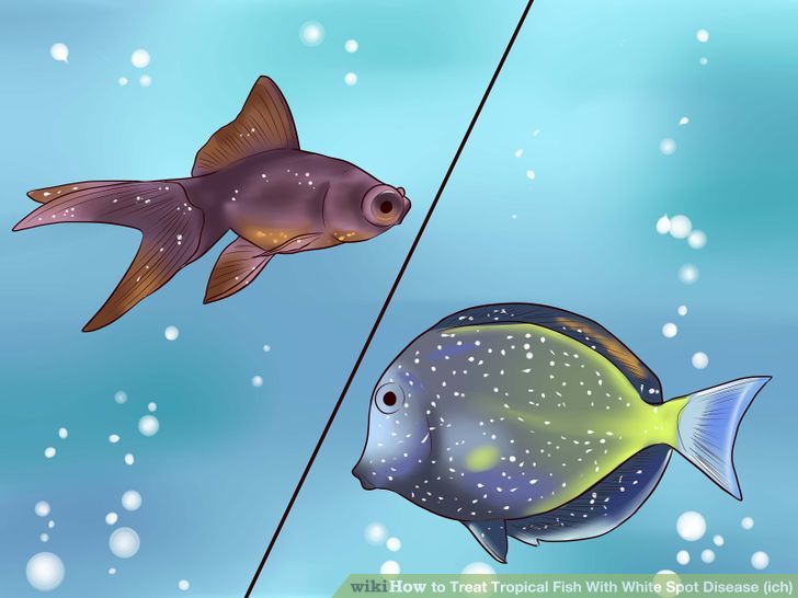 Treat Tropical Fish With White Spot Disease (ich) Step 1 Version 2.jpg