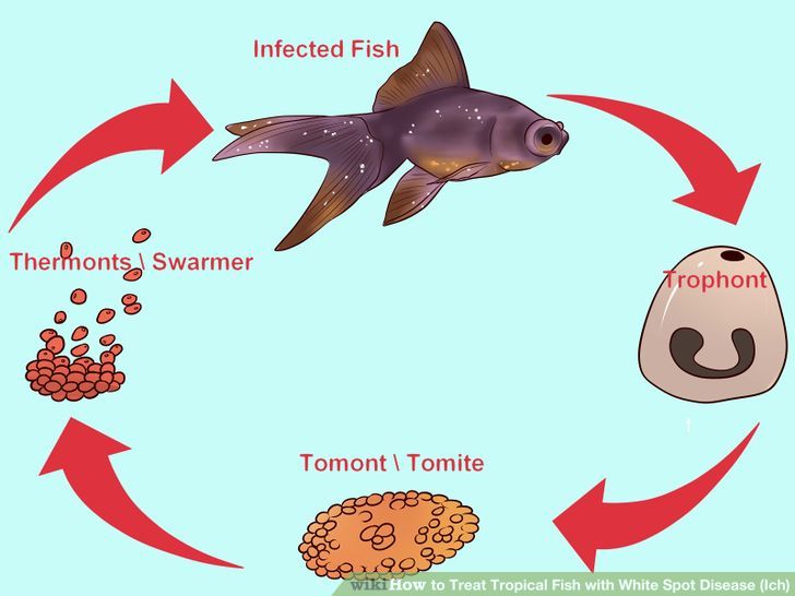 Treat Tropical Fish With White Spot Disease (ich) Step 4 Version 2.jpg