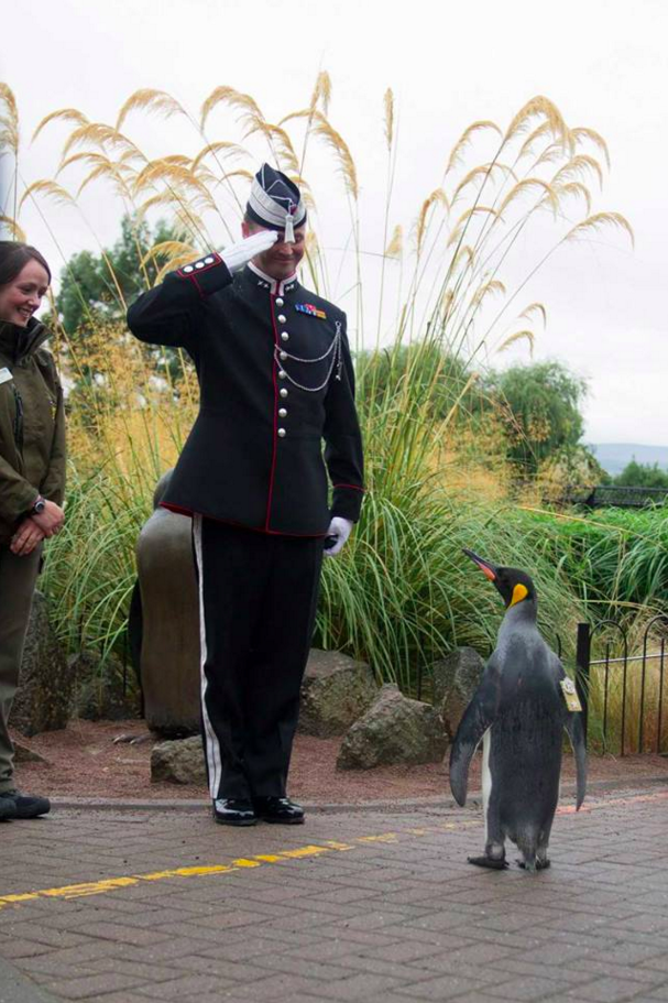 Sir Nils Olav is a loyal penguin to his homeland, endowed with a sense of service.