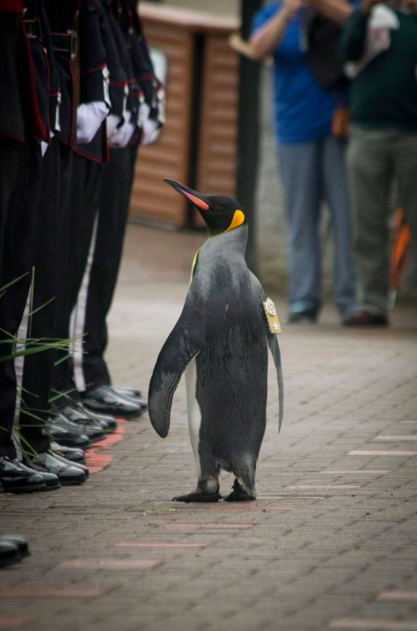 Sir Nils Olav, a Norwegian penguin and a resident of the Edinburgh Zoo, in Scotland, is not an ordinary penguin.