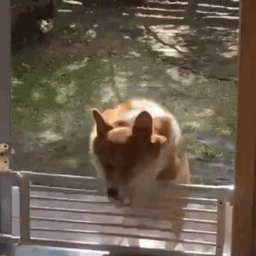 This corgi who doesn't care if he looks dumb, as long as he makes you laugh.