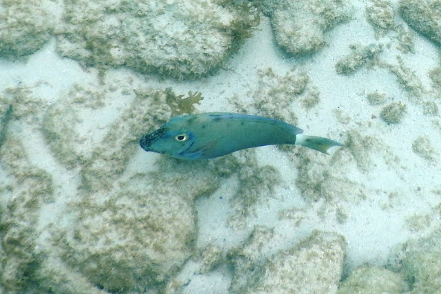 Playa Portomari Curacao blue fish