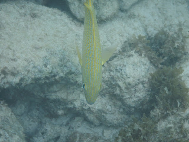 Playa Portomari Curacao fish