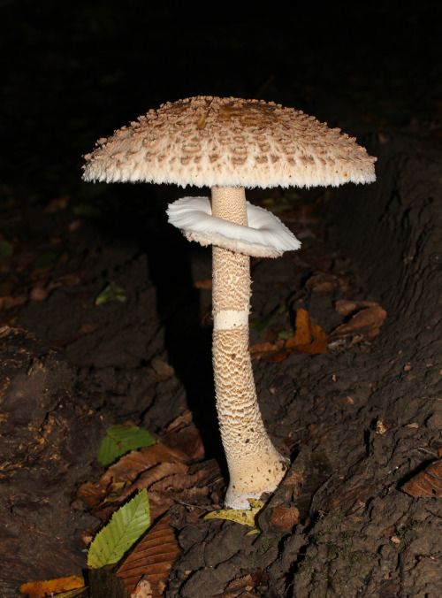 Wikipedia picture of the day on September 7, 2016: Parasol...