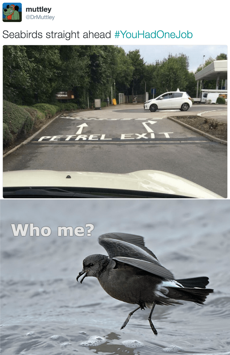 funny fail image misspelled road sign leads to bird joke